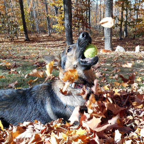 Playing In The Leaf Pile Sierra My German Shepherd Puppy Puppy Time