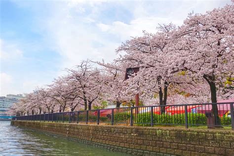 La Majestueuse Floraison Des Cerisiers Du Japon