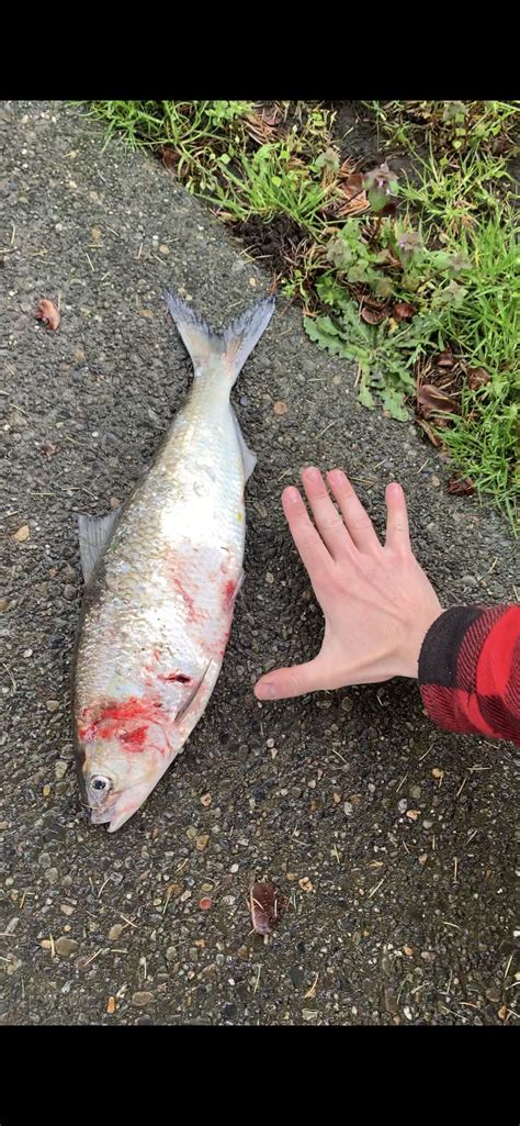 A Bald Eagle Dropped This Fish Onto My Front Yard Walkway This Morning