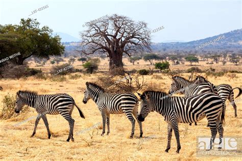 Zebras Equus Quagga With Baobab Adansonia Digitata Ruaha National