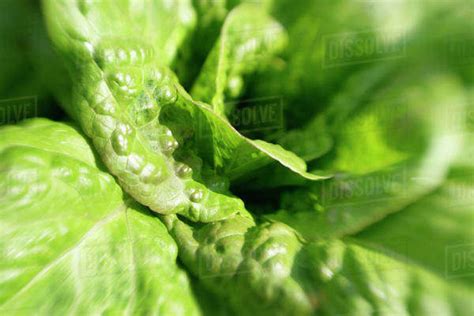 Close Up Of A Lettuce Stock Photo Dissolve