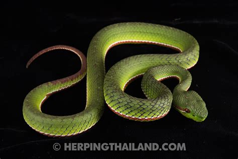 Trimeresurus Gumprechti Gumprechts Pit Viper