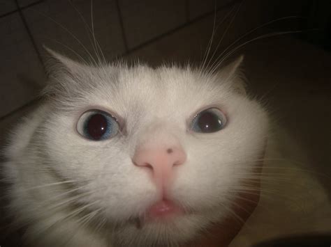 Brown Spot On Nose White Cat With Photos Thecatsite