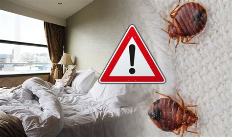Bed Bugs How To Spot Them In Your Hotel And Where They Hide Travel