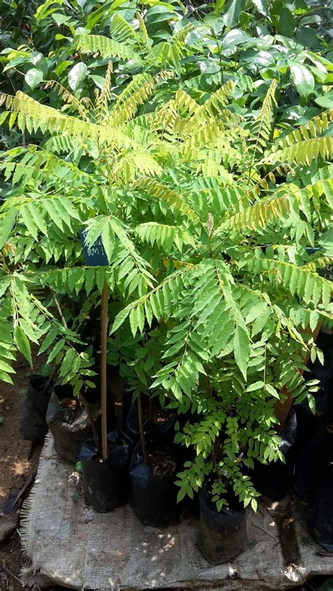 Hilangkan bisul dalam waktu pantas. Khasiat pokok buah belimbing buluh - Rodong Koi Belaka