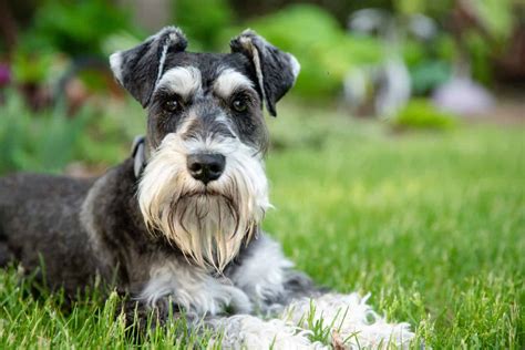 How Smart Are Miniature Schnauzers Everything We Know About Their