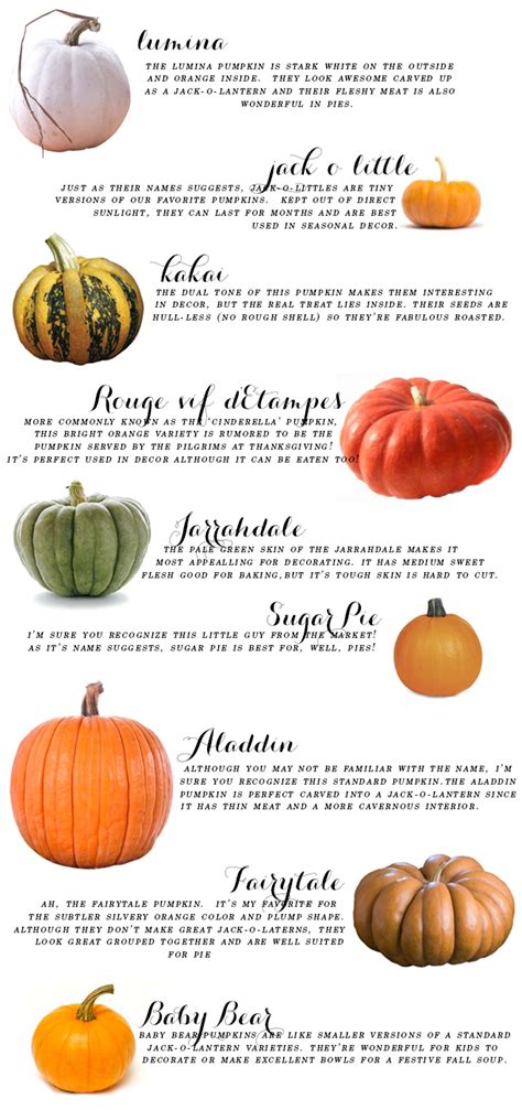 Your Ultimate Fall Pumpkin Guide Earnest Home Co