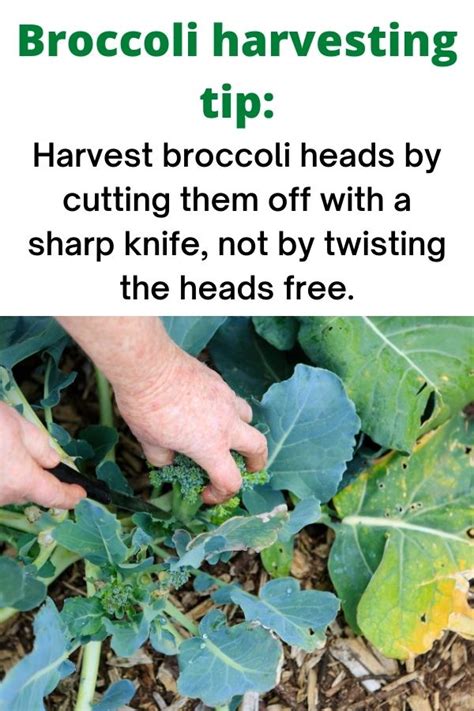 How And When To Harvest Broccoli Are You Making A Common Broccoli