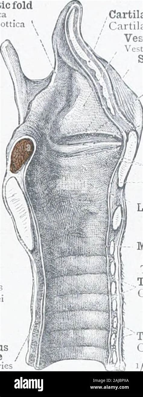 View 27 Vestibule Of Larynx Anatomy Wallpaper Cave