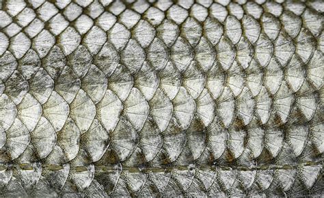 Fish Scales