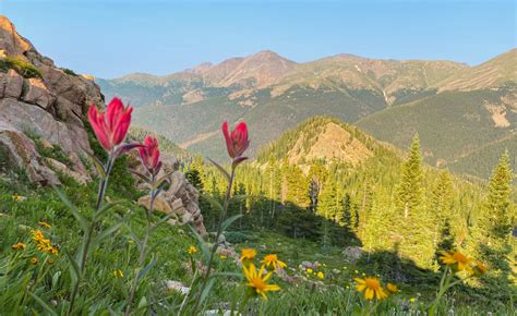 Your Guide To Wildflowers In The Rocky Mountains