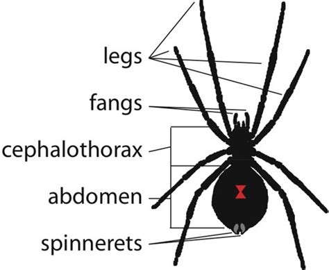 Hair, head, nape, neck, shoulder blade, arm , back, elbow, waist, trunk, hip. Widow Spiders | VCE Publications | Virginia Tech