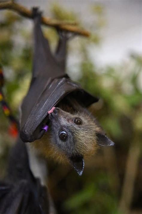 Pin By Kimberly Gamba On A A Bit Batty Cute Bat Baby Bats Fruit Bat