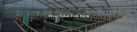 About Sakai Fish Farm | Sakai Fish Farm｜Sakai Fish Farm