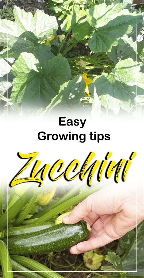 If u mean longest zucchini in the world, it was grown by a resident of brampton ontario, canada. How to grow Zucchini in containers (With images ...