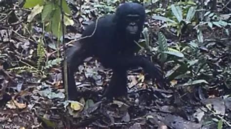 Watch Study Captures Wild Great Apes Reacting To Camera Traps Coast