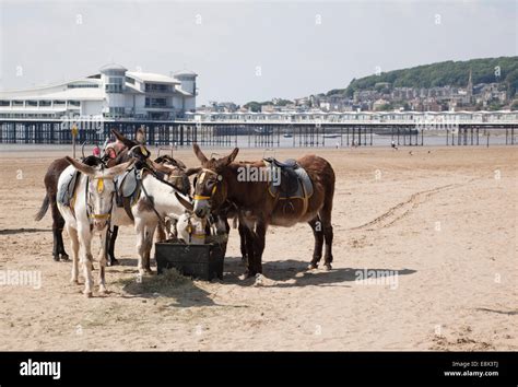 The Donkeys On Weston Super Mare Beach With The The Grand Pier In The