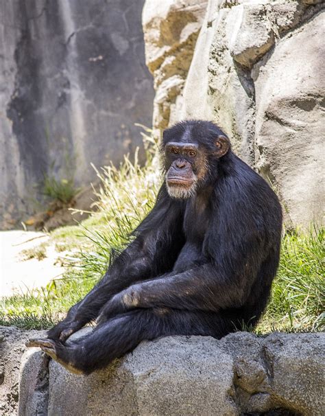 Chimpanzee Animal Monkey Free Photo On Pixabay Pixabay