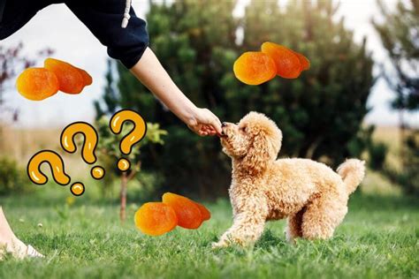 Can Dogs Eat Apricots Fresh Or Dried Apricot For Dogs