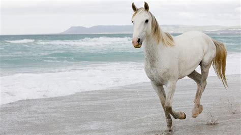 White Horse Is Running On Seashore Hd Horse Wallpapers Hd Wallpapers