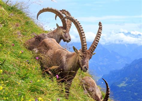 Alpine Ibex Switzerland By Bakisto Alpine Ibex Ibex Nature Animals