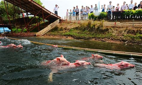 Lok heng is a small town in kota tinggi district, johor, malaysia. Pigs jump off diving platform at swimming competition in ...