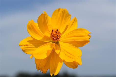 Silver Falls Seed Company Cosmos Sulphur Yellow