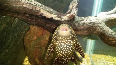 High Fin Spotted Pleco From The Underside Youtube