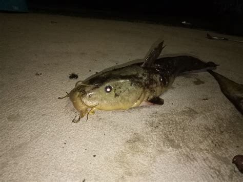 Select from distinct huge fish at alibaba.com to enhance the aesthetic appearance of your interior decor. Cobbler Fish - Fishing Boats Blog