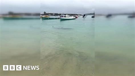 Teenager Takes Footage Of 9ft Shark In St Ives Harbour Bbc News