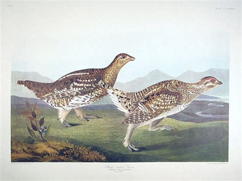 Sharp Tailed Grouse From The Birds Of America Amsterdam Edition John