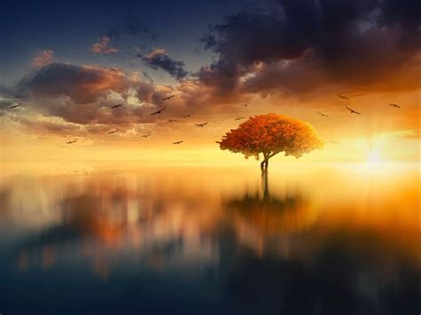 Download Wallpaper 800x600 Tree Horizon Sunset Photoshop Sea Pocket