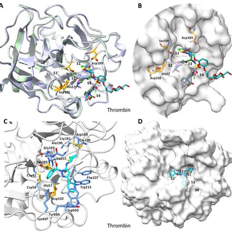 Four Superimposed Thrombin X Ray Crystal Structures A Ribbons