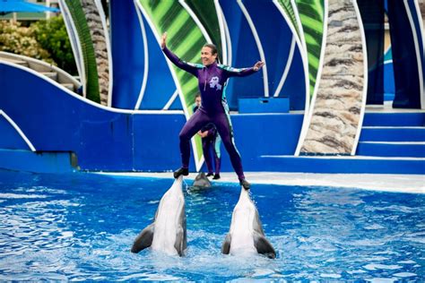 Petas Latest Demand End Circus Style Dolphin Shows At Seaworld