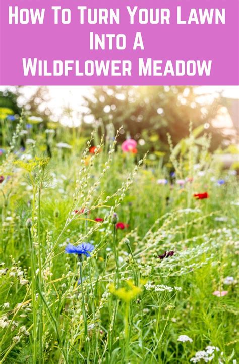 How To Turn Your Lawn Into A Wildflower Meadow And Why You Should
