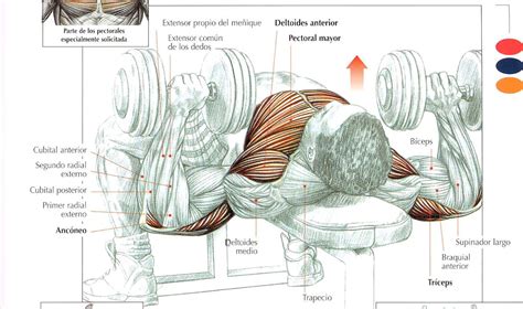 Hay una gran selección de ejercicios aeróbicos que pueden ser de gran ayuda para reducir el pecho, como bailar, nadar, correr flexiones: FitnessmanXXI