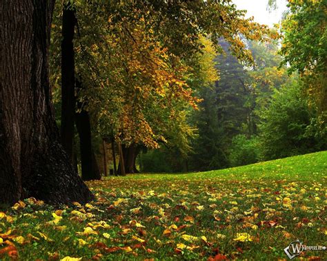 Скачать обои Сказочный лес Лес Осень Осенний лес для рабочего стола