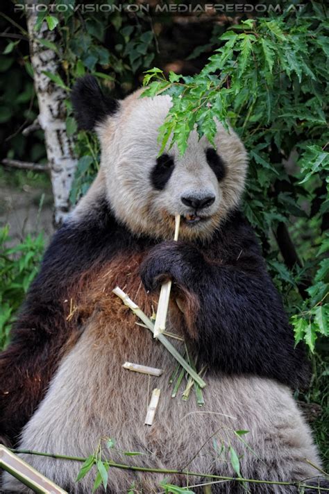 Großer Panda Frisst Bambus 02 Tiergarten Schönbrunn