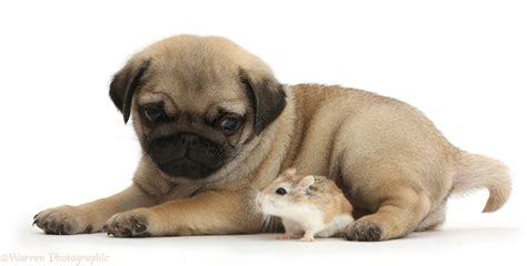 Pug Puppy And Roborovski Hamster Photo Wp41981