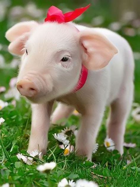 Những Hình ảnh Con Lợn Con Heo đẹp Dễ Thương đáng Yêu