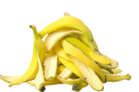 Is It Healthy To Eat Banana Peels Greener Health