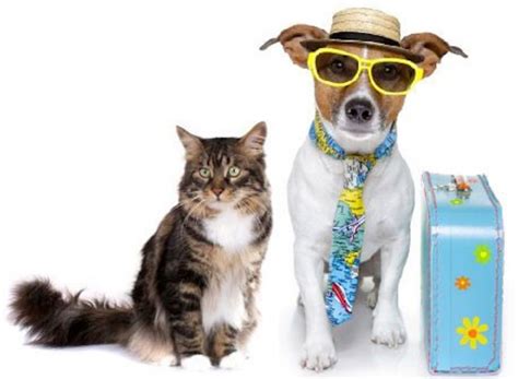 Blog Post | Traveling With Pets? Make Your Life Easier | Car Talk