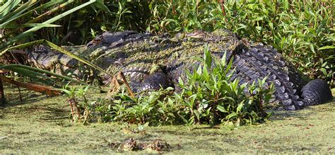 Crocodiles Parents Who Eat Their Young Reptilecity