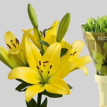 Lily LA Rodin 85cm Wholesale Dutch Flowers Florist Supplies UK