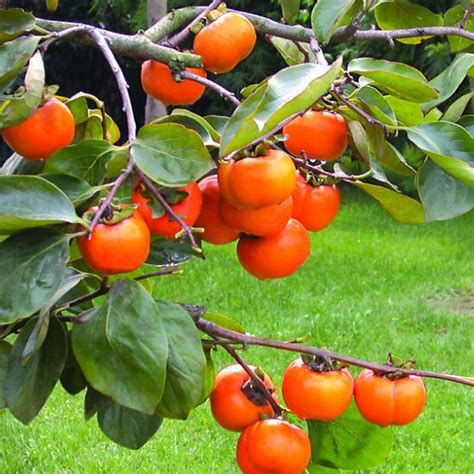Large 15 18m Hardy Sharon Fruit Tree Diospyros Kaki