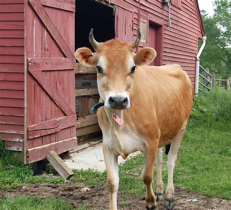 A Jersey Cow Standing Near Her Old Red Barn Deadly Animals Jersey