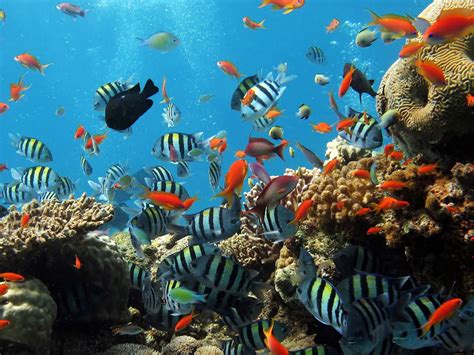 20 Picturesque And Beautiful Underwater Wallpapers Hongkiat