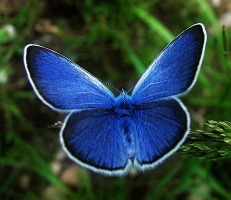Blue morpho butterfly life cycle pictures. Types of Butterflies Names - 25 Most Colorful Butterfly ...