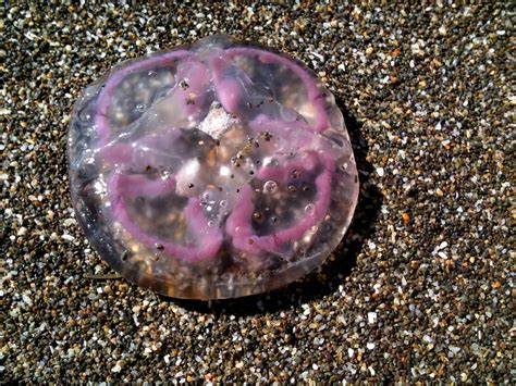 Common Jellyfish Aurelia Aurita Irelands Wildlife