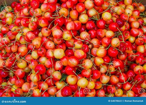Light Red Cherries Stock Photo Image Of Freshness Seasonal 64078622